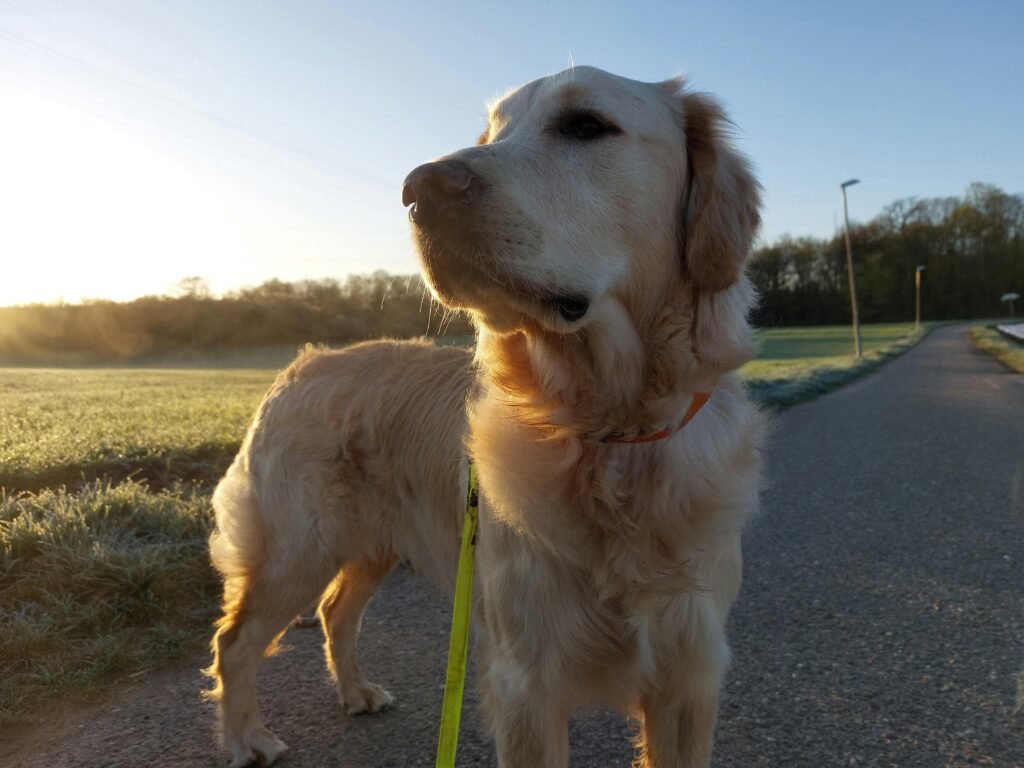 Hond aangelijnd