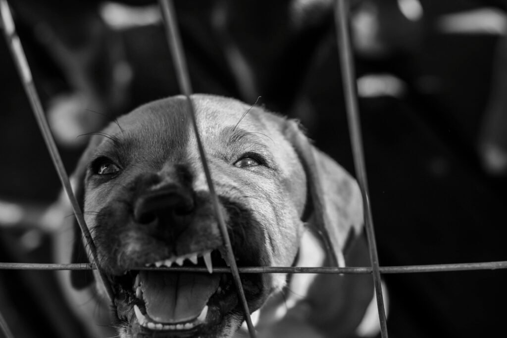 Hond bijt stuk