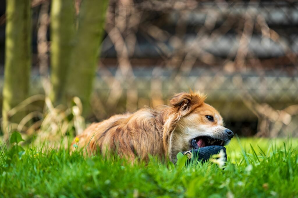 Hond bijt schoen stuk