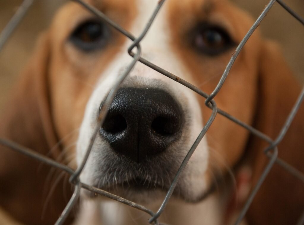 Hond in kennel