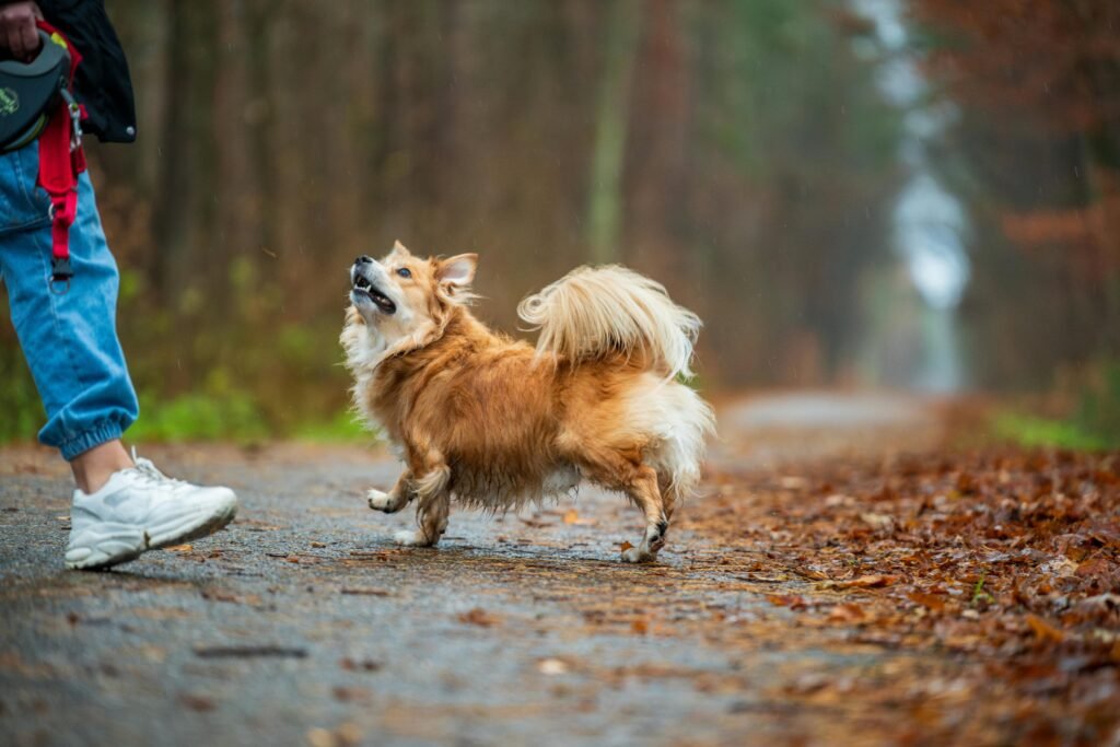 Hond luistert niet goed
