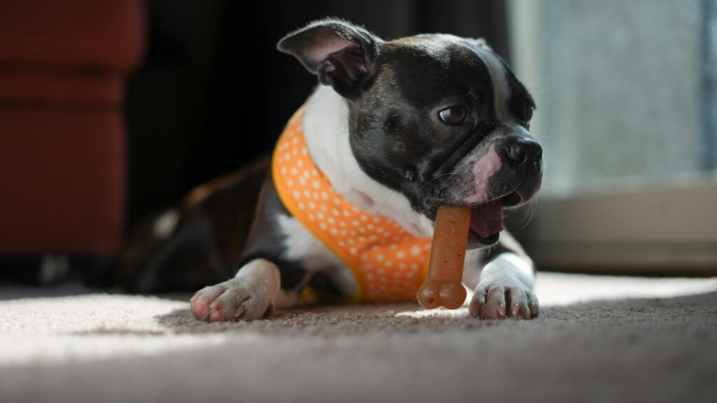 Hond met snack 3