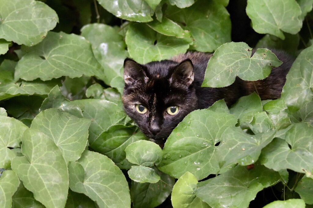 Kat struiken (kattenbak)
