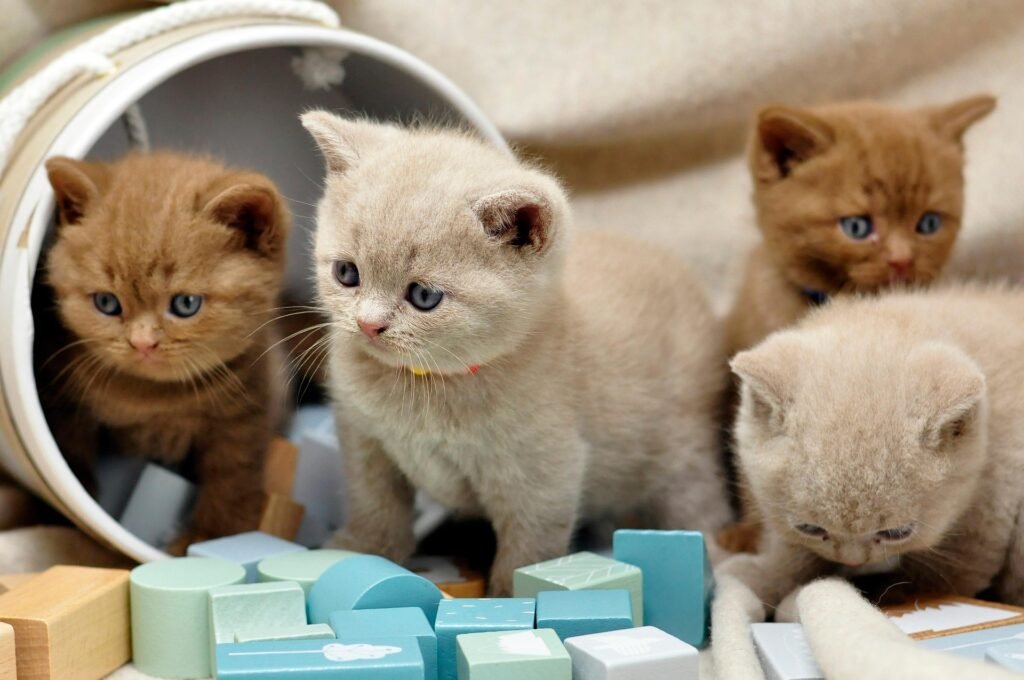 Kittens speelgoedblokken