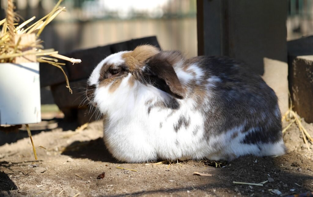 Konijntje in kooi met hooi