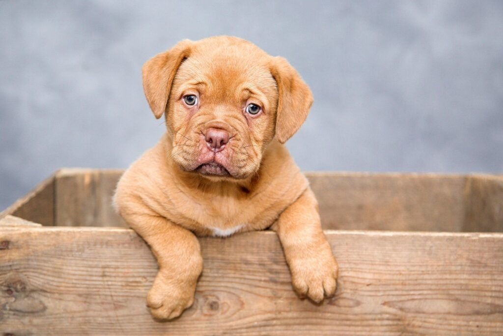 Puppy in mand