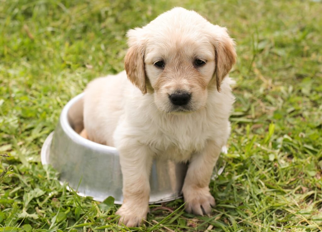 Puppy in eetbak